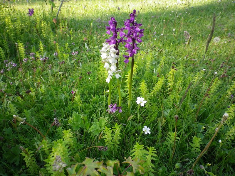 Anacamptis morio e Orchis mascula.